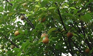 Jatiphala, Jaiphal (Myristica fragrans) .